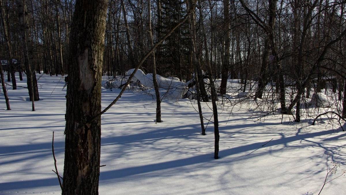 В Україні  сьогодні переважно без опадів, вдень до 12° морозу