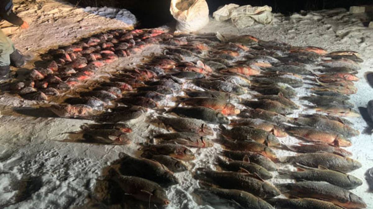 На Запоріжжі затримали порушників  із понад 400 кг незаконно добутої риби
