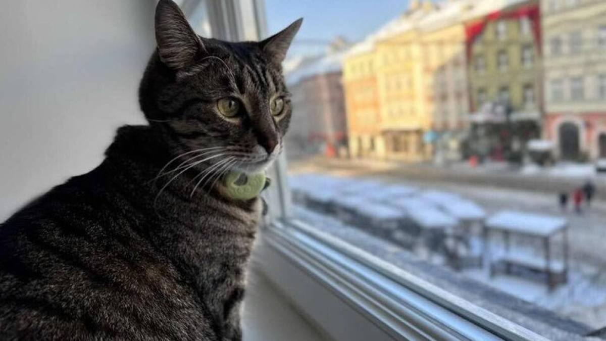У Львові коти й собаки взимку можуть грітися в адмінбудівлях
