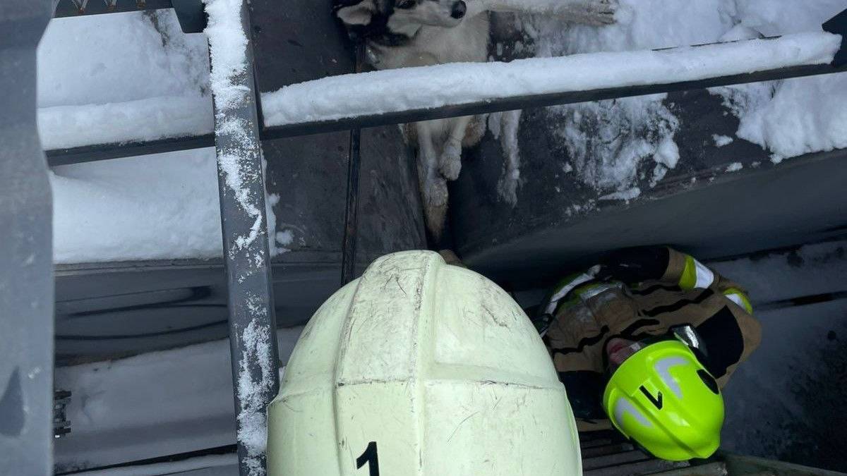 Запорізькі надзвичайники врятували собаку