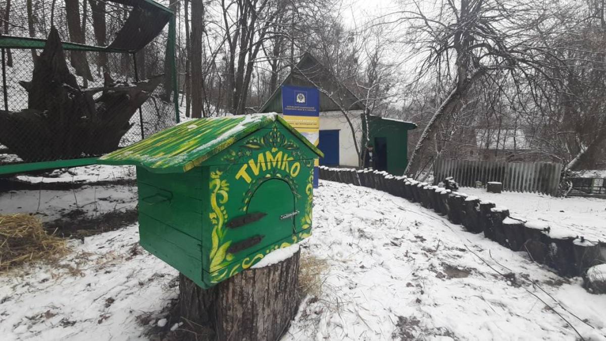 Весна «настане за шість тижнів»: бабак Тимко зробив символічний прогноз