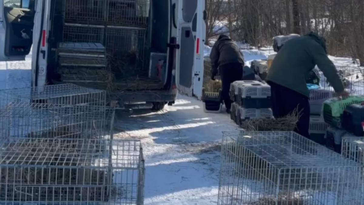 З прифронтового селища на Запоріжжі зооволонтери евакуюють домашніх тварин (відео)