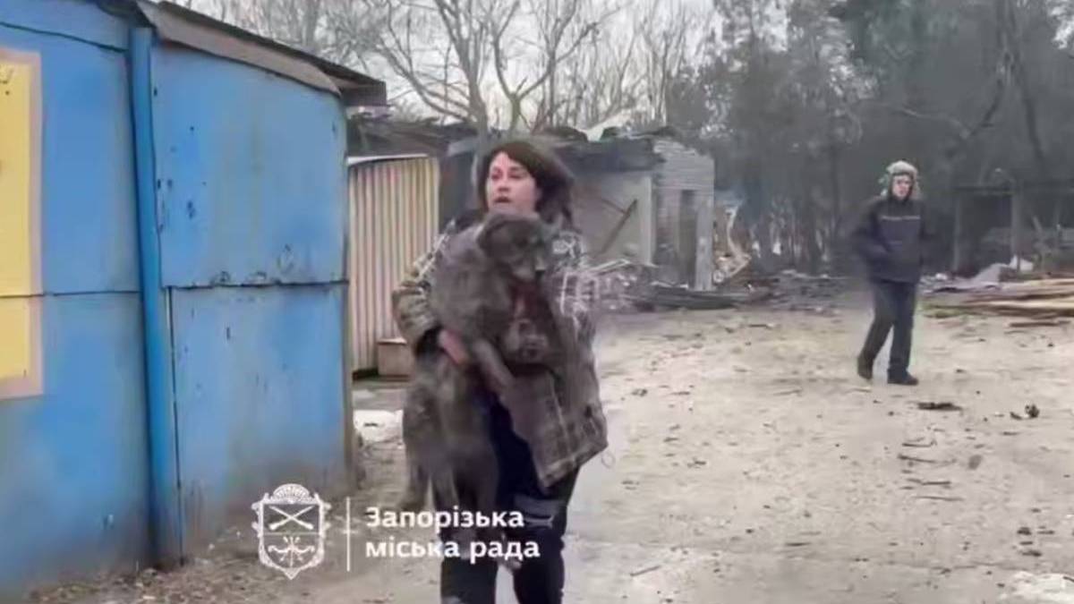 У Запоріжжі внаслідок ворожих ударів постраждав притулок для собак