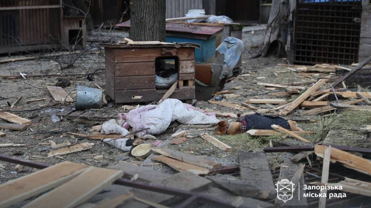 Люди з усієї України допомагають пошкодженому обстрілом притулку для тварин у Запоріжжі