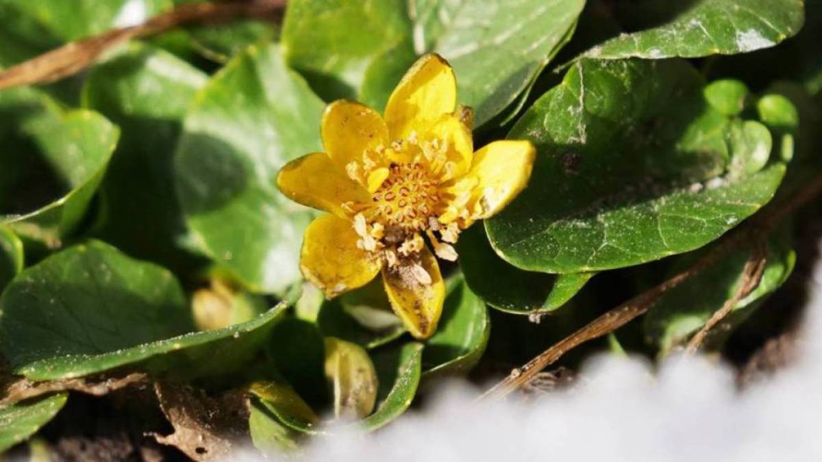 На Хортиці розквітла Пшінка весняна