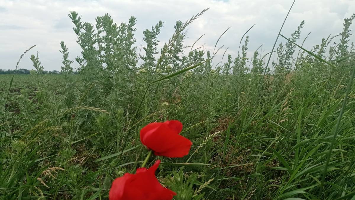 Історія Червоної Забори, якої більше нема у зведеннях про обстріли
