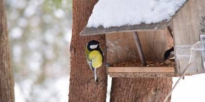 Сьогодні в Україні переважно без опадів, на дорогах — ожеледиця