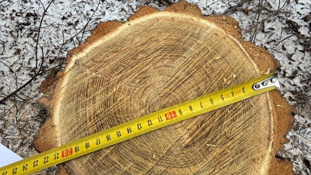 Виявлено факт незаконного знесення дерева у с. Микільське