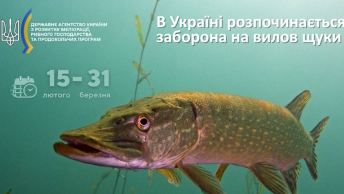 У Запорізькій області тимчасово заборонили ловити рибу-хижака