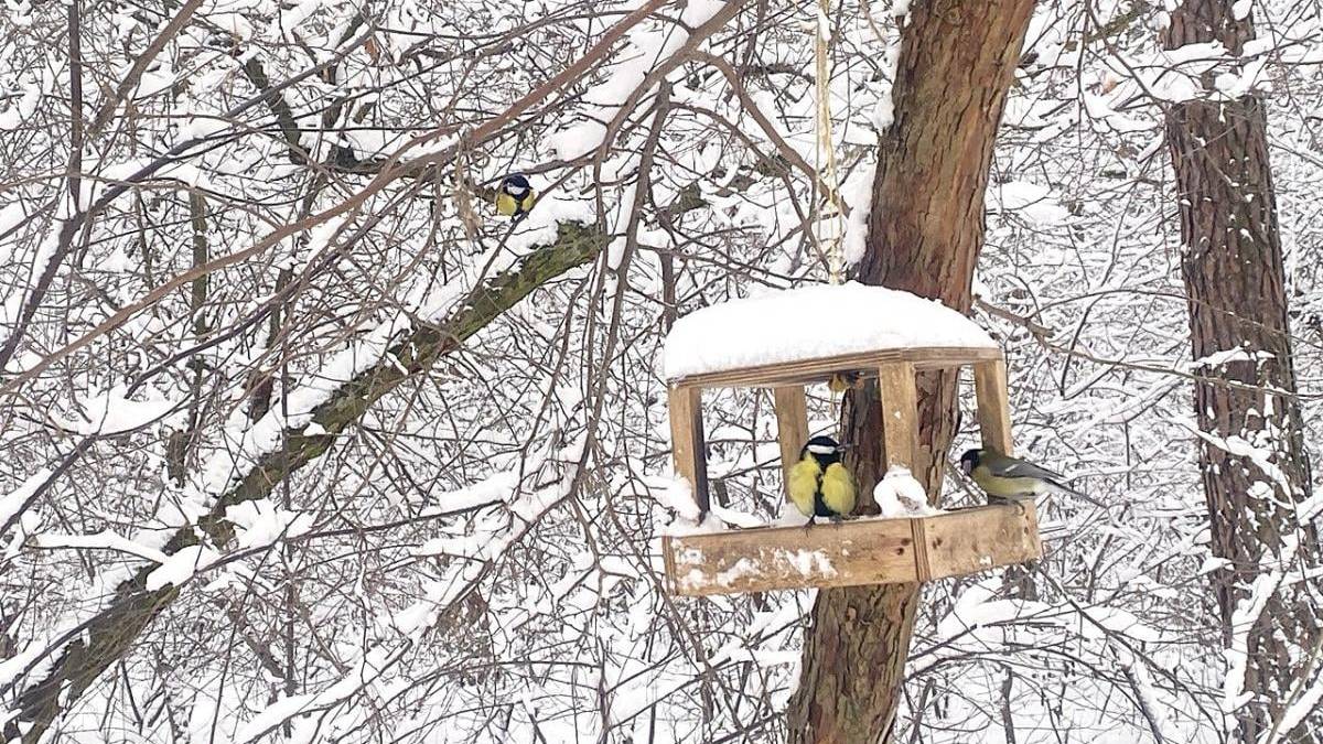 В Україні завтра сніжитиме, на дорогах ожеледиця — вдень до -9°