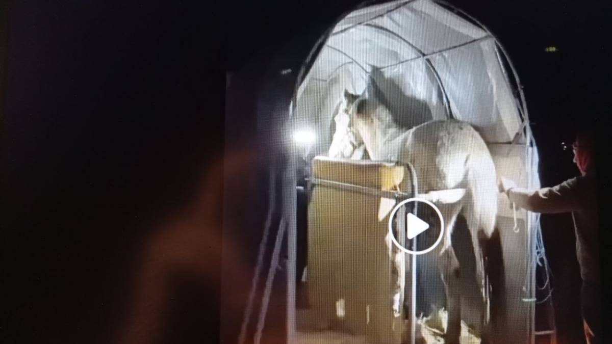 До Family horse club на Хортиці евакуювали коней з Комишувахи