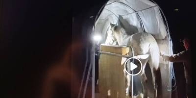 До Family horse club на Хортиці евакуювали коней з Комишувахи