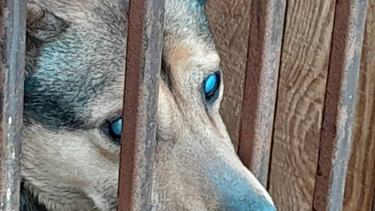 У Запоріжжі енергетики допомогли відновити вольєри у постраждалому від «прильоту» притулку для тварин