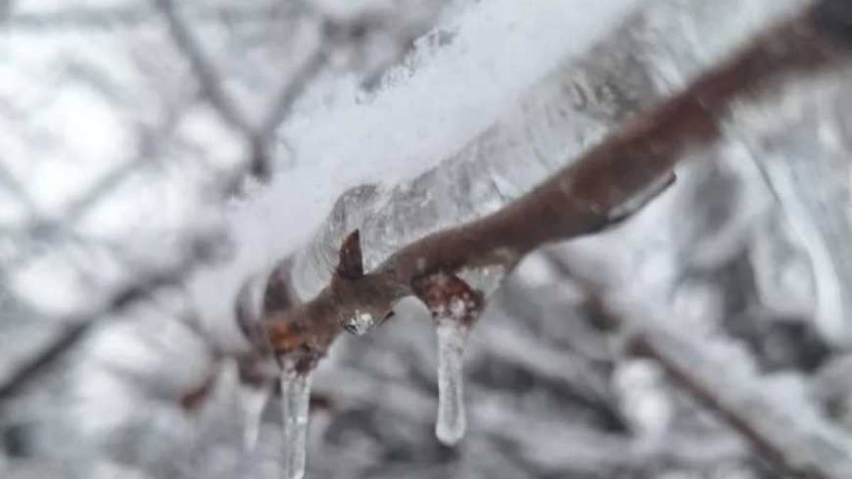 В Україні врожай абрикосів опинився під загрозою через сильні морози