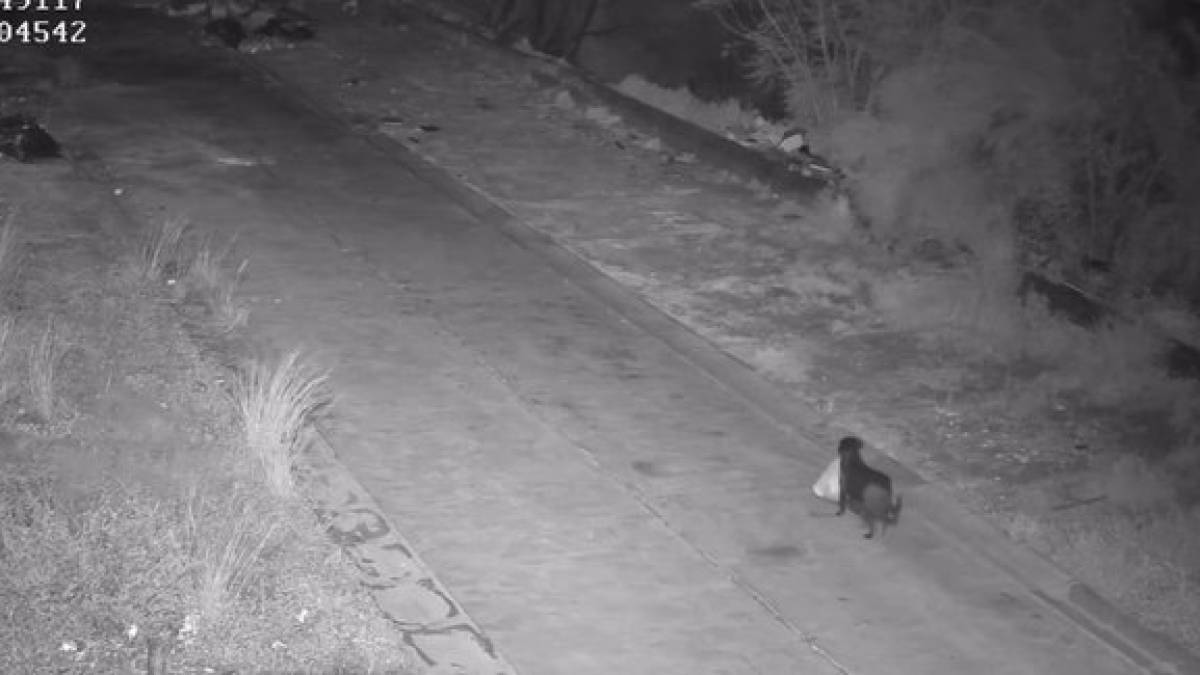 В Італії чоловік навчив собаку незаконно викидати сміття: “схему” викрили правоохоронці