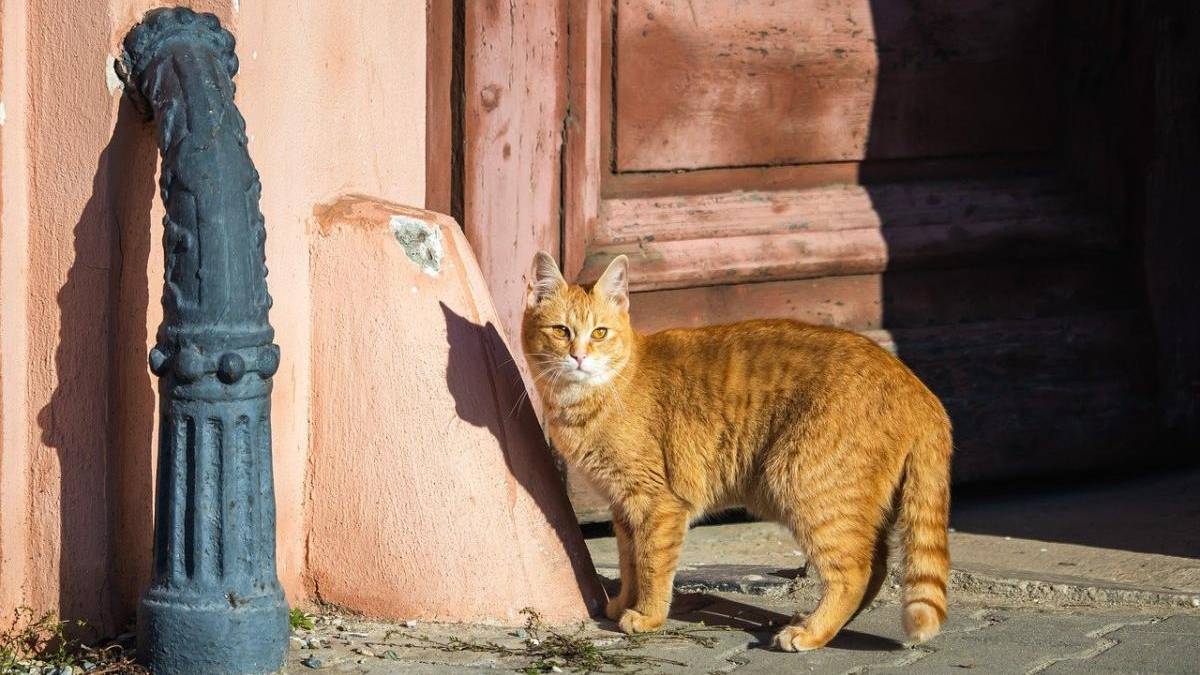 Сьогодні в Україні переважно без опадів, вдень до +15°
