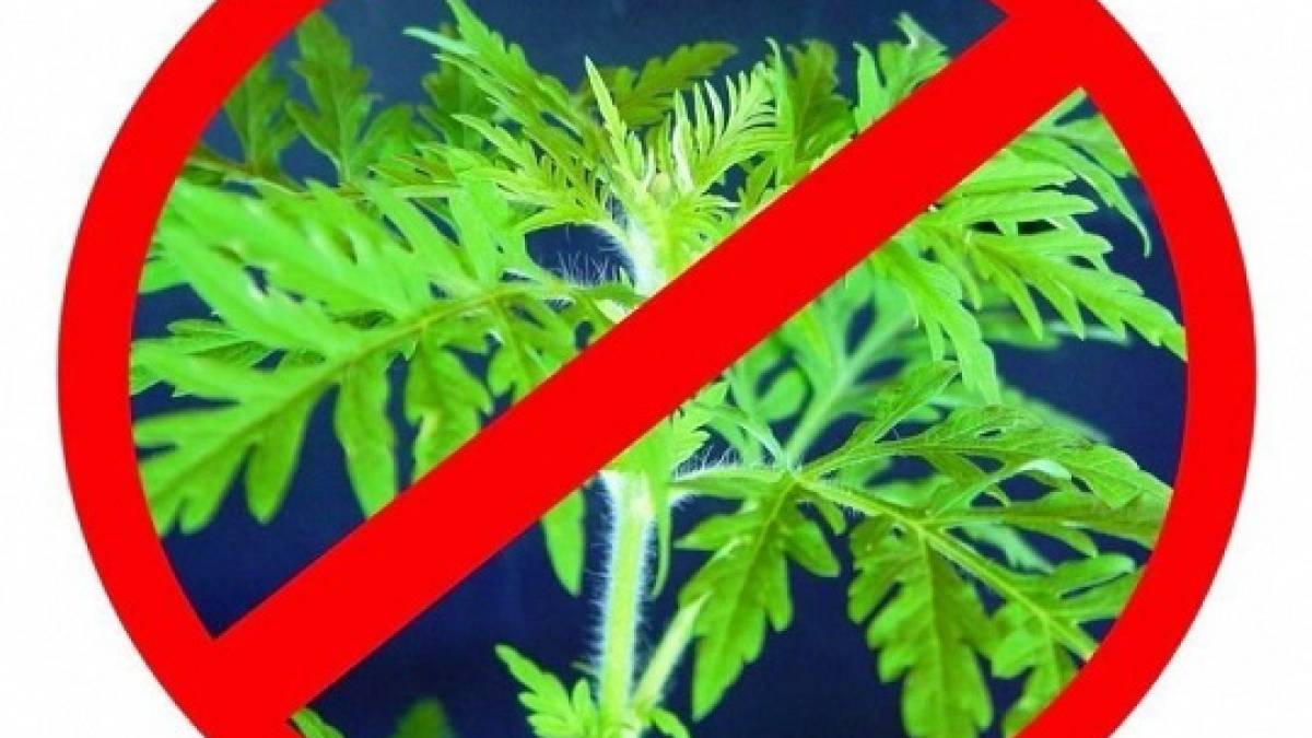 Запоріжжя готується до боротьби з амброзією