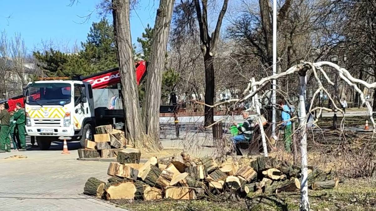 Чи законно пиляли багаторічні дерева у центрі Запоріжжя? (відео)
