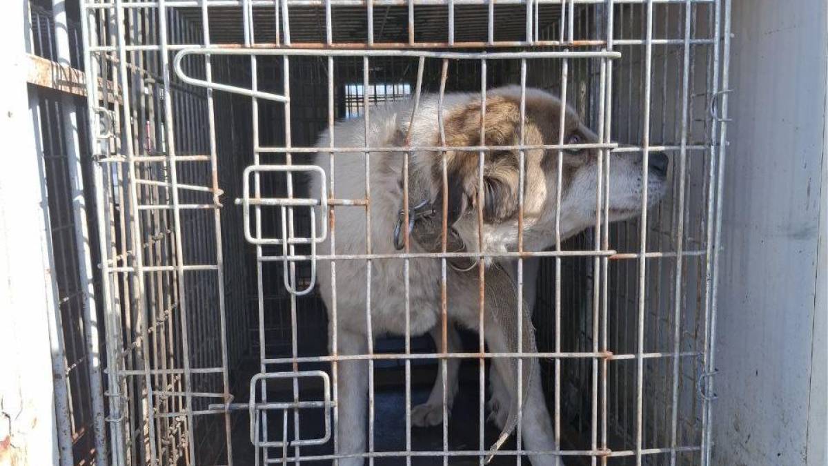 У місті на Запоріжжі почали стерилізацію безпритульних собак