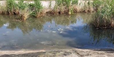 Запоріжців запрошують доєднатися до “Рожевої толоки”