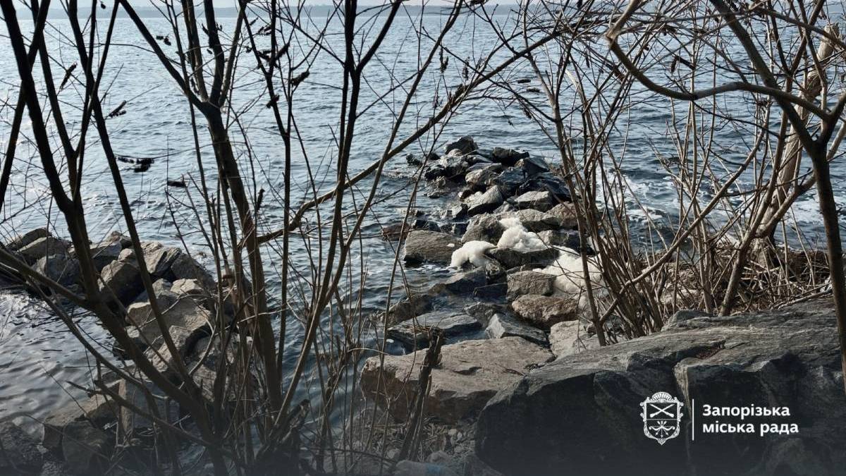 У Запоріжжі прибрали популярне місце відпочинку (фото)