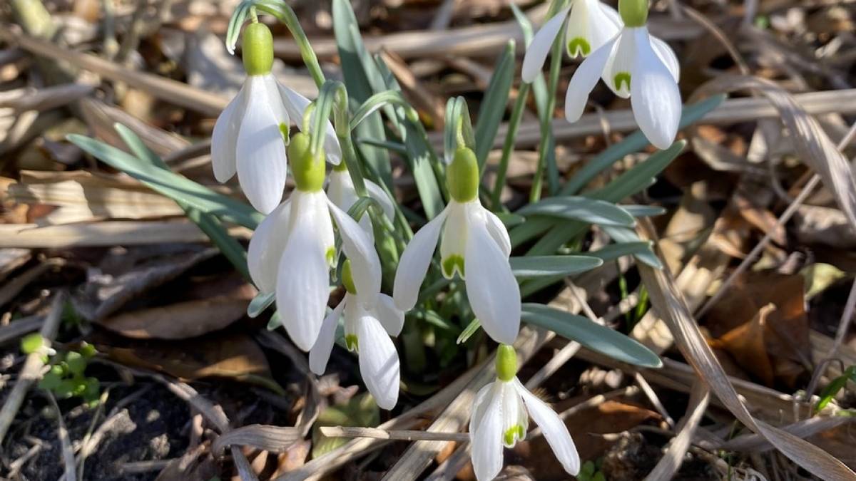 У неділю в Україні без опадів, удень до +13°