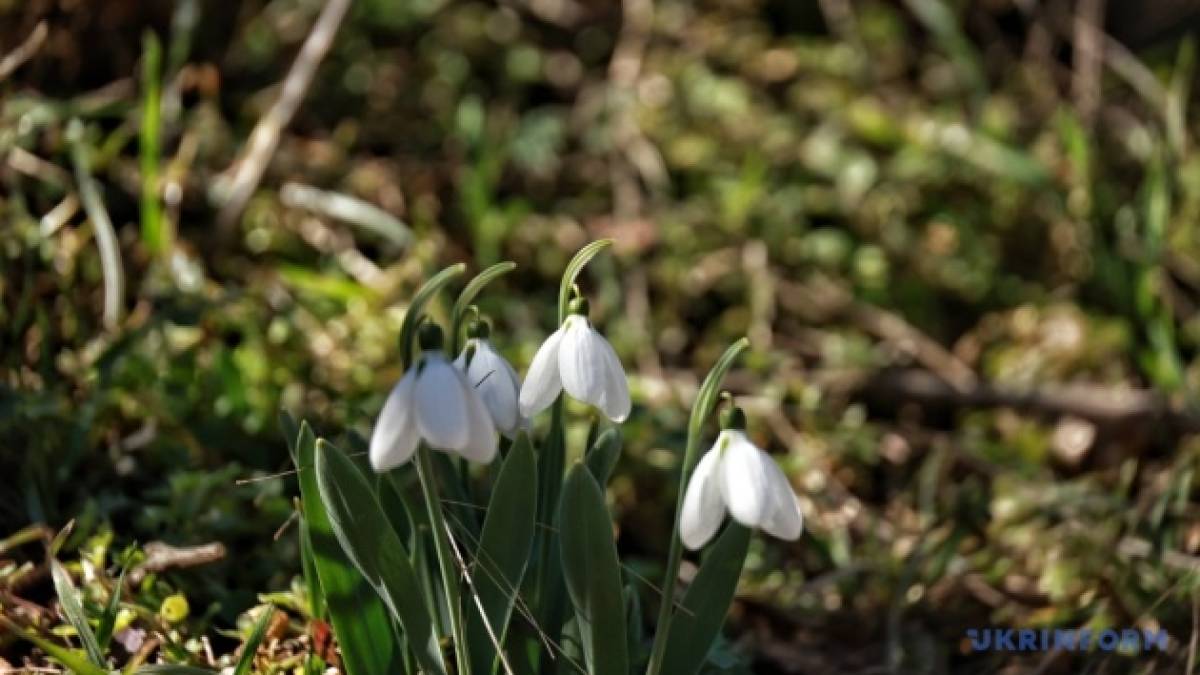 Сьогодні в Україні без опадів, температура місцями до +15°