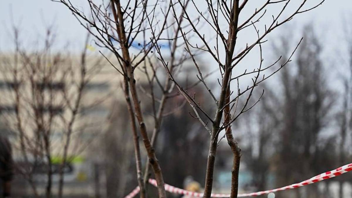 У Тарасовому парку висадили тридцять молодих дерев
