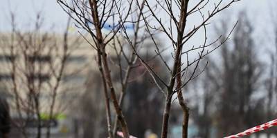 У Тарасовому парку висадили тридцять молодих дерев