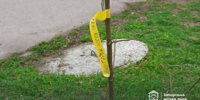  У Запоріжжі висадили липи на честь бійців полку «Азов»