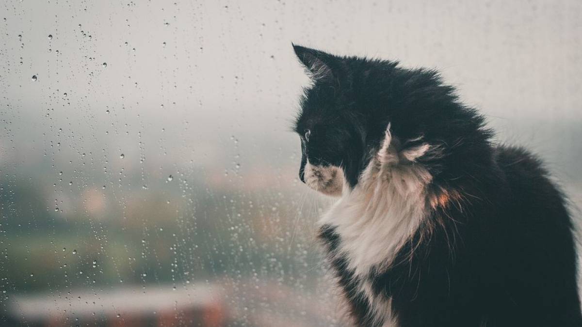 В Україні у п’ятницю – до 18° тепла, дощі й грози