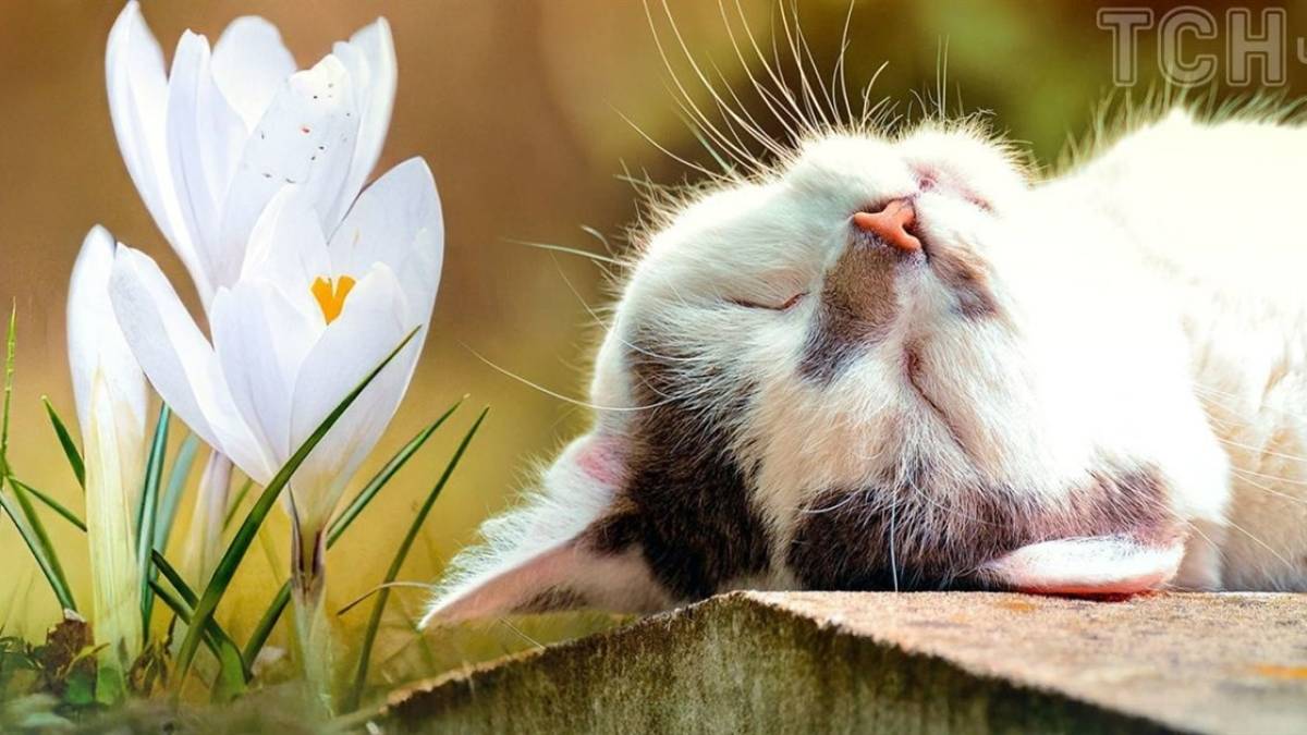 В Україні на вихідних переважно без опадів, удень до +18°