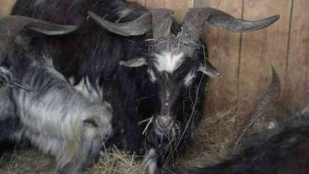 Із Запорізької області евакуювали 16 козлів, які разом із господарем ховалися від обстрілів у підвалі