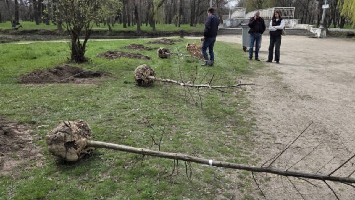 Які дерева і чому висаджують у центральному запорізькому парку «Дубовий гай»?