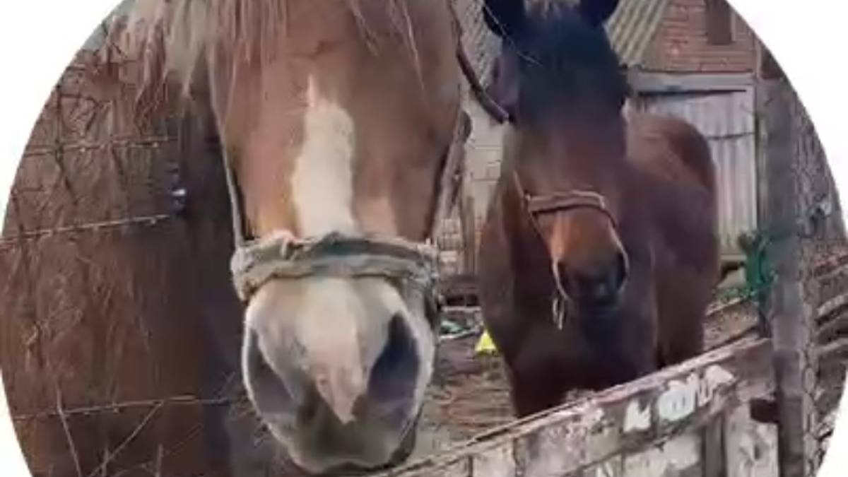 Команда волонтерів UAnimals вивозить коней із Запорізької області
