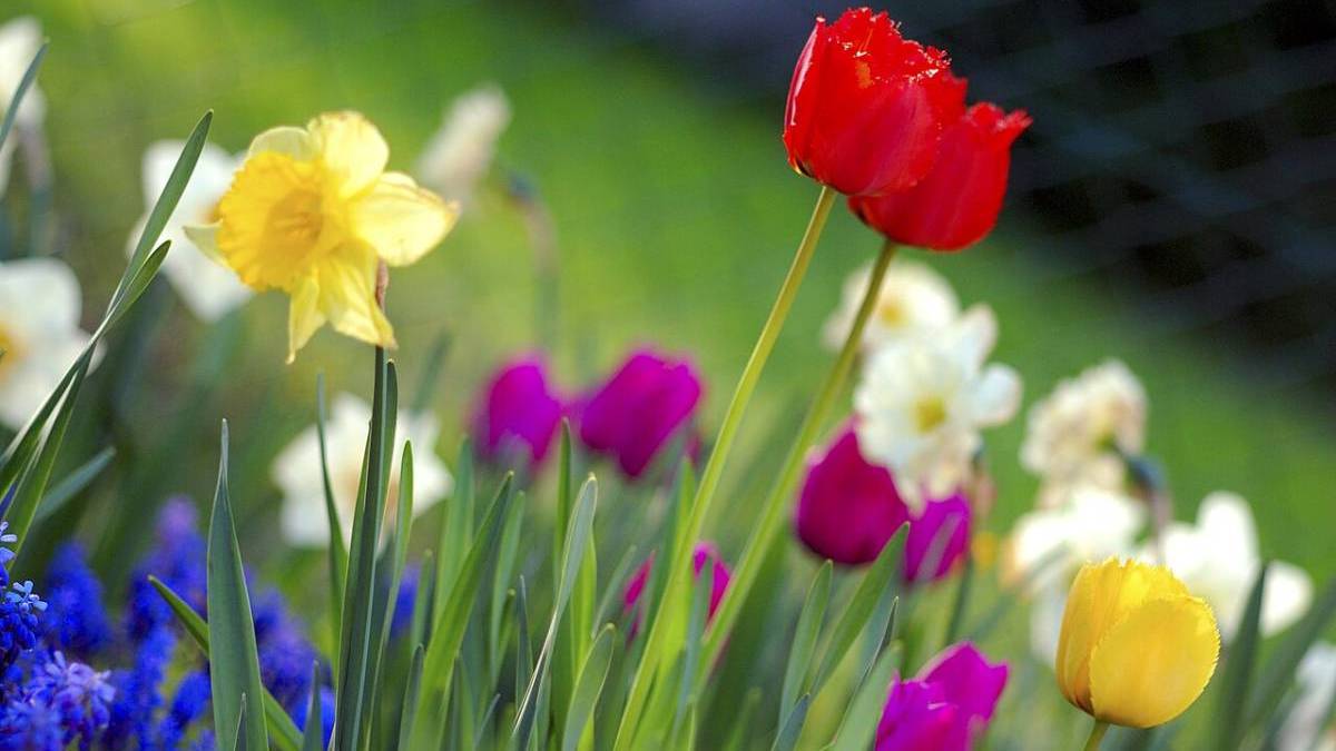 Погодні гойдалки на 15 квітня: нічні заморозки зміняться денним теплом до +18°C