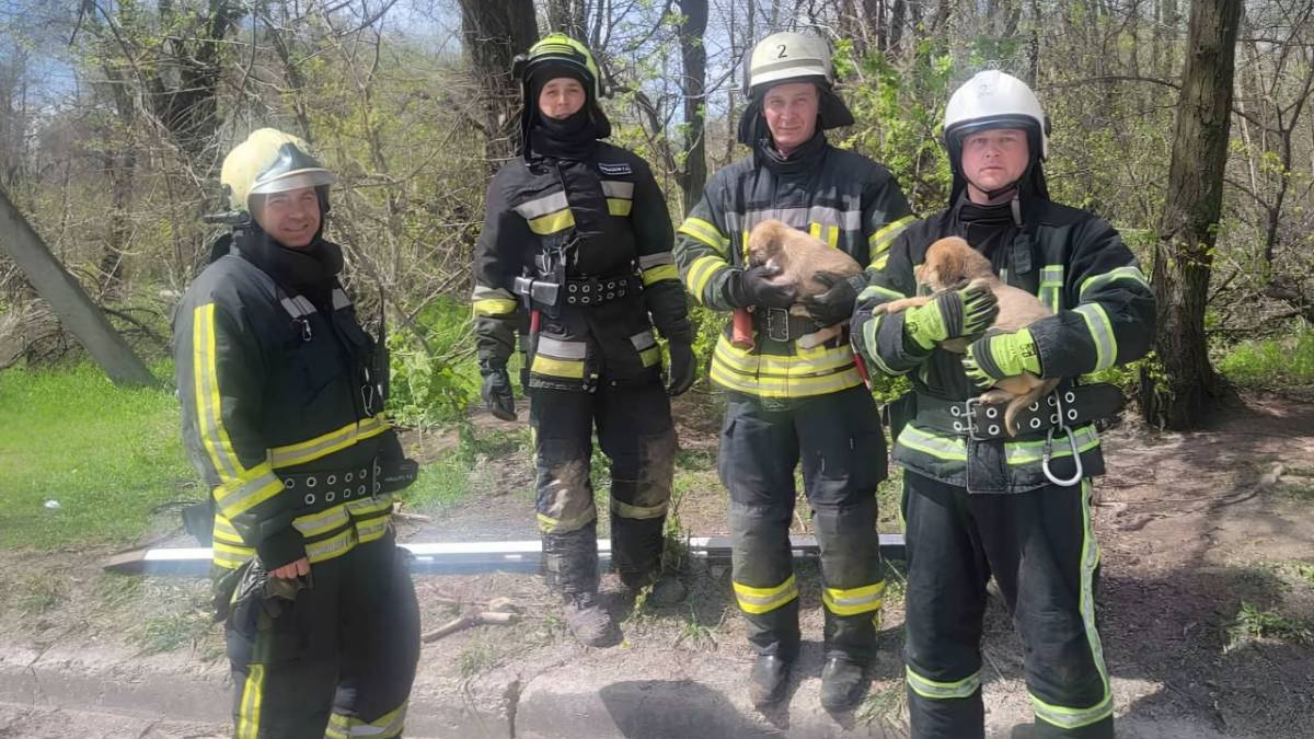 Запорізькі рятувальники тримають на руках врятованих із колодязя цуценят