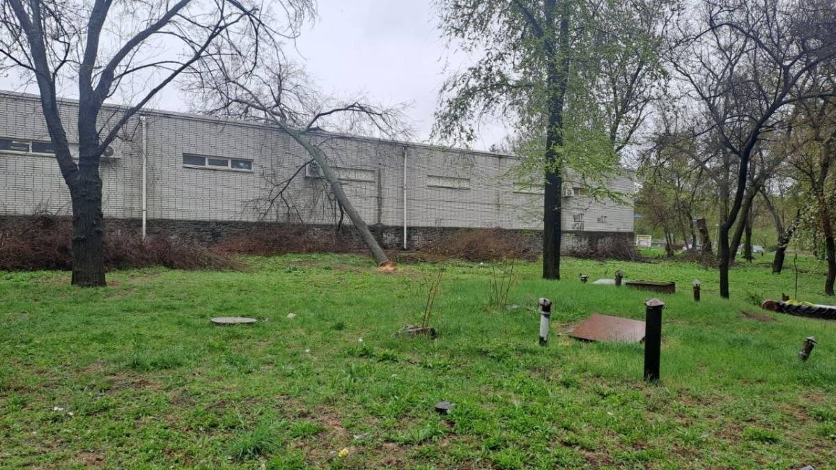 У Запоріжжі шукають «чорних лісорубів», які спиляли дерево