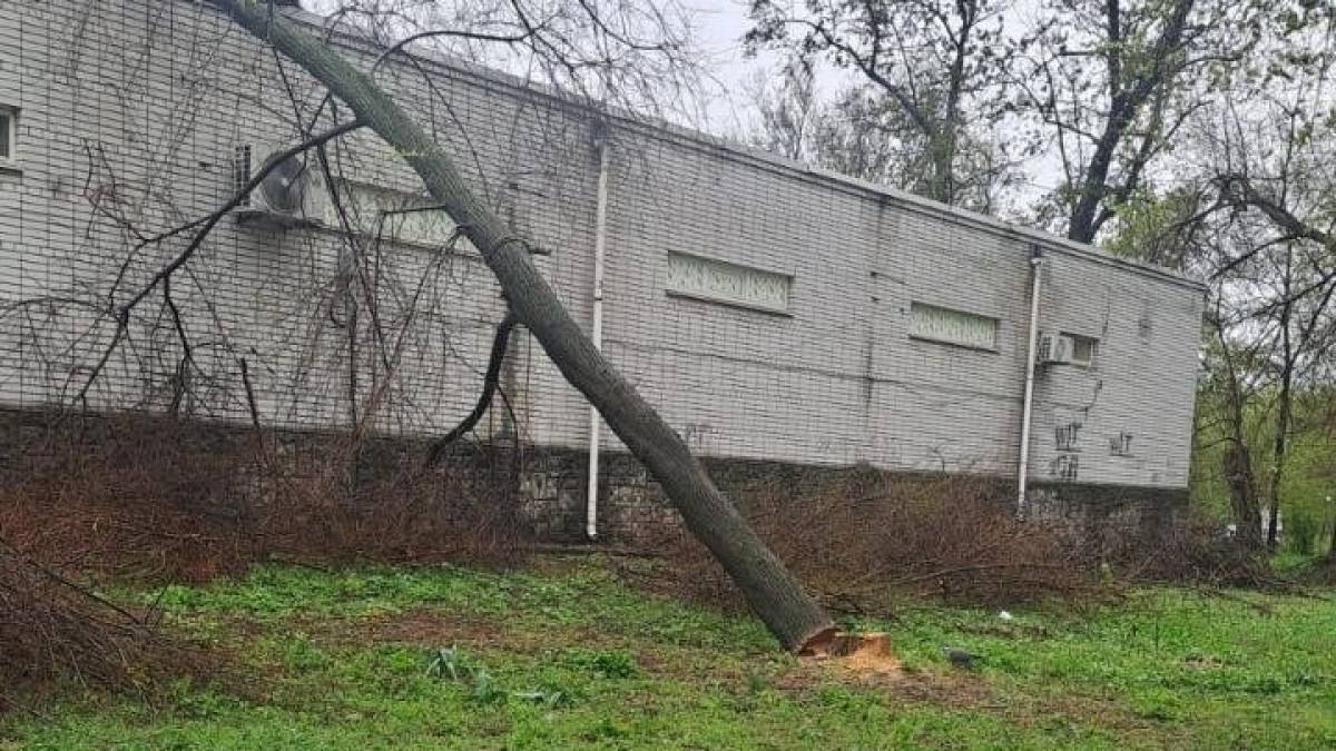 У Шевченківському районі знищують дерева