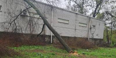 У Шевченківському районі знищують дерева