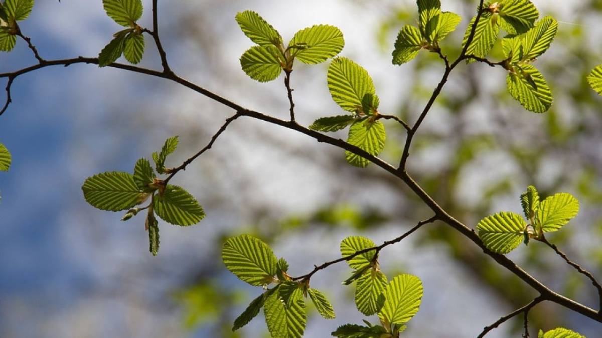 Сьогодні в Україні дощитиме, вдень до +17°