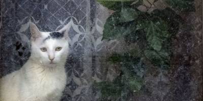 У неділю  дощитиме в більшості регіонів України