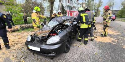 Дерево впало на автомобіль у Запоріжжі під час негоди