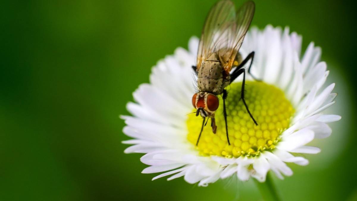 Україні на вівторок прогнозують до +27°:  де буде найтепліше
