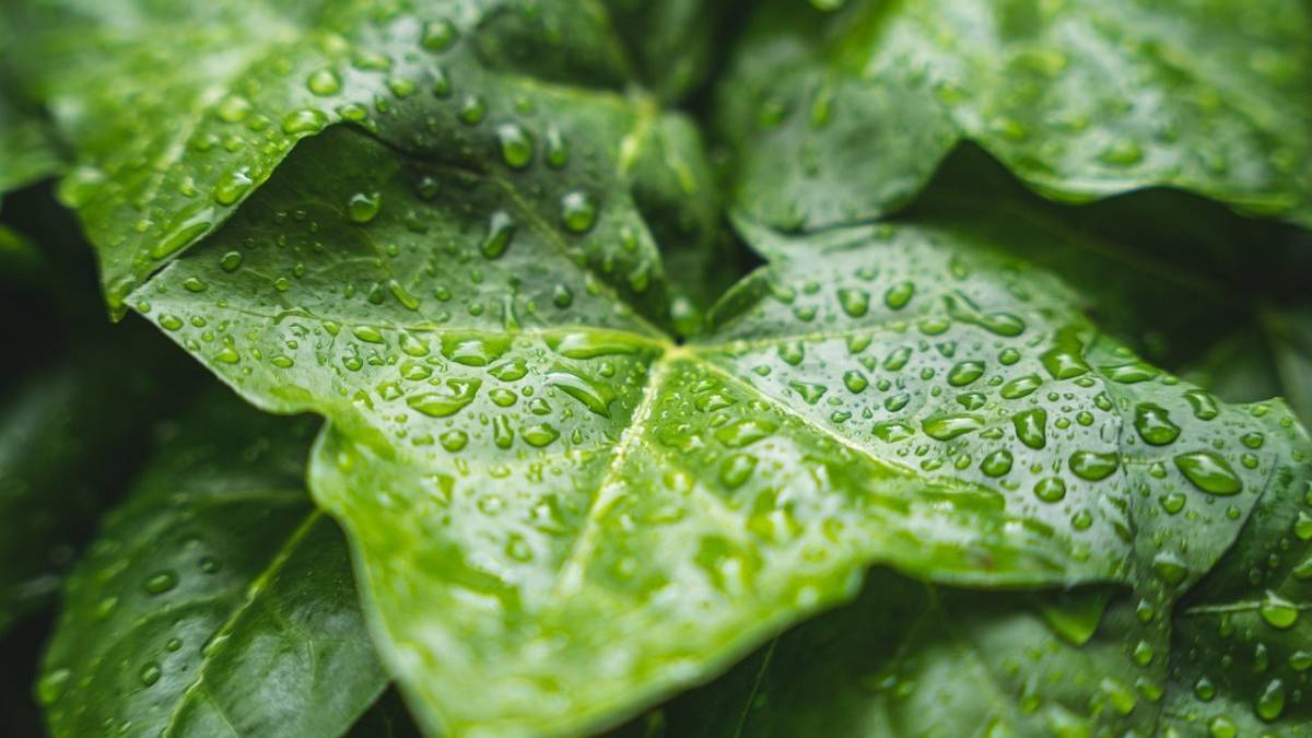 Україні у четвер прогнозують дощі з грозами, вдень до +31°