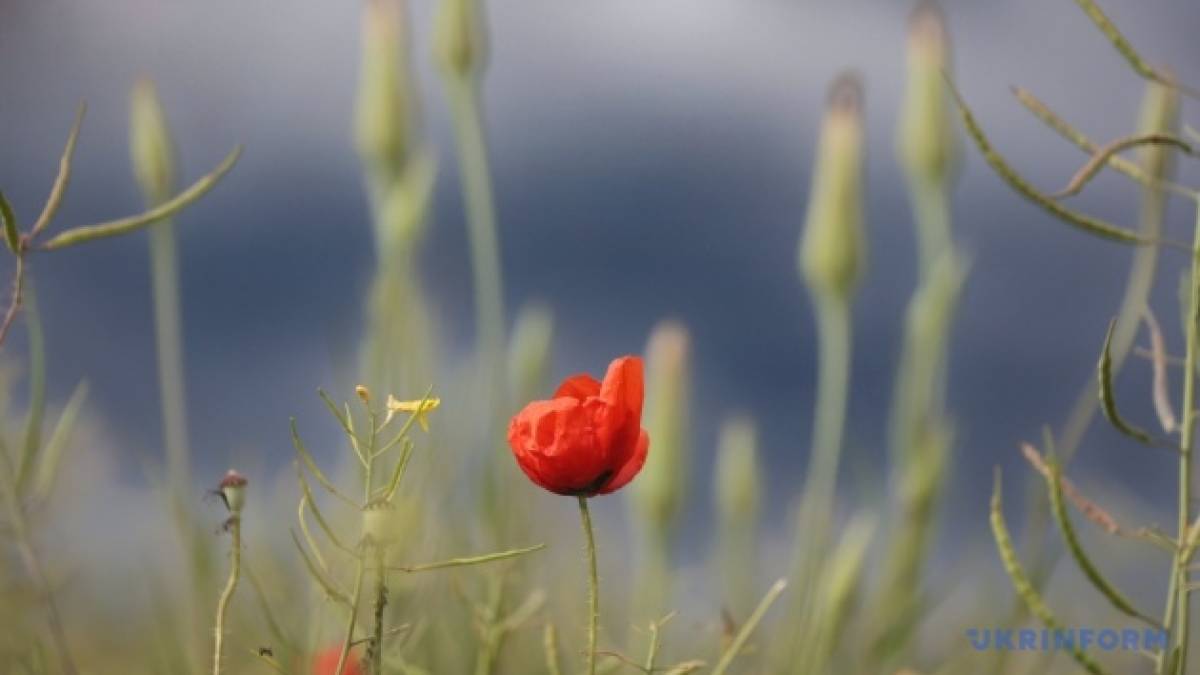 На вихідних в Україні прогнозують до +30°, подекуди дощі та грози